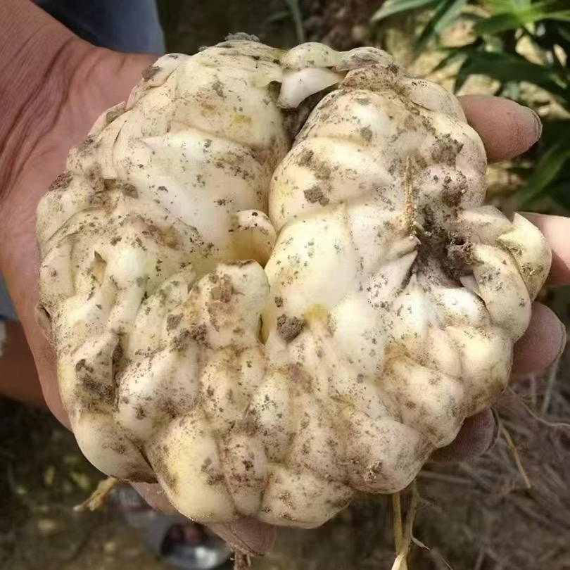 我在陕西种药材
