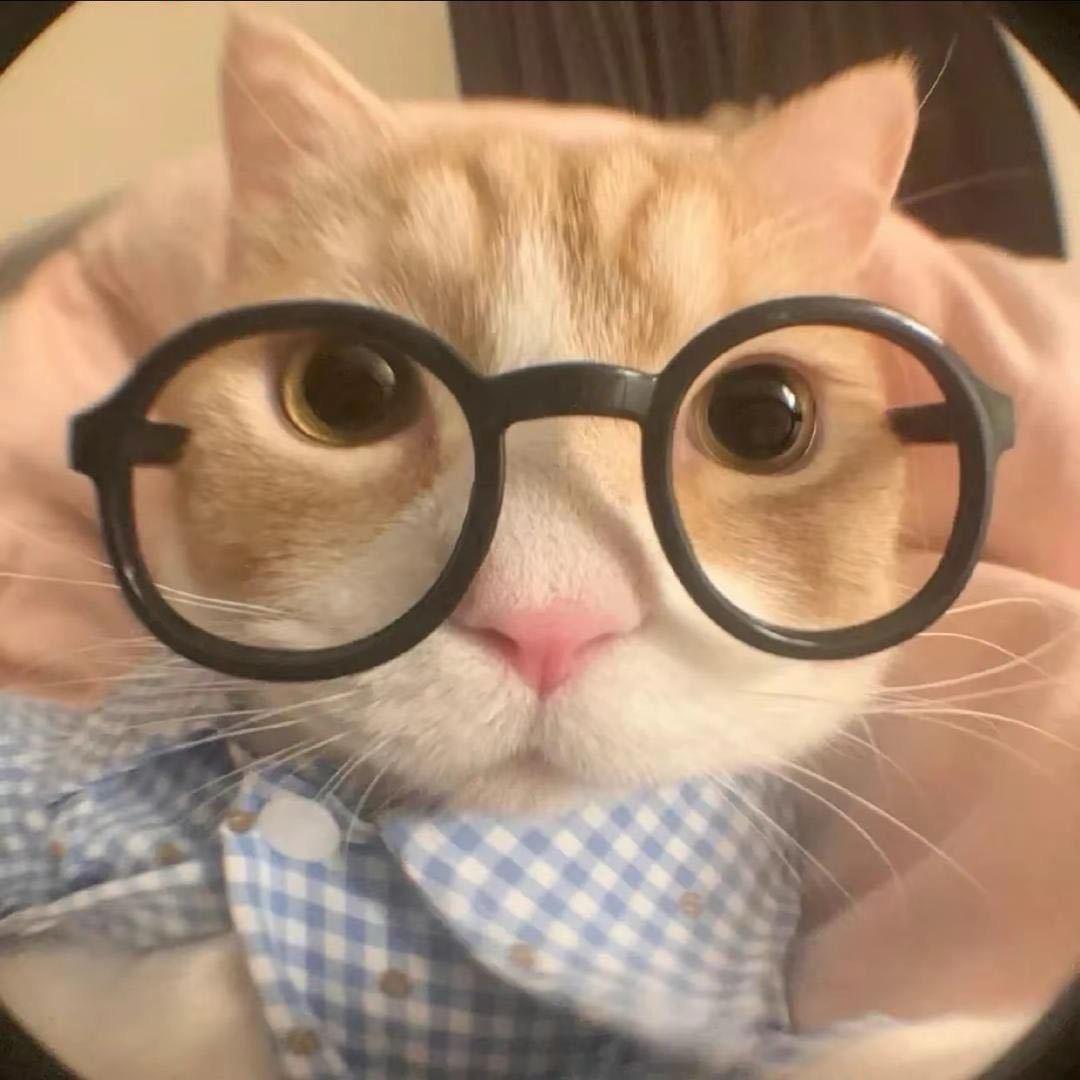 小喵吉士