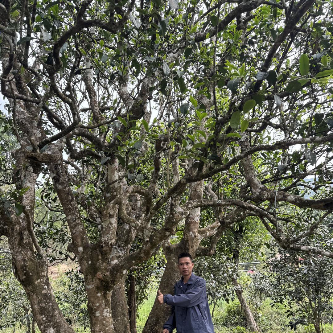 华哥优选好茶（铁粉号）