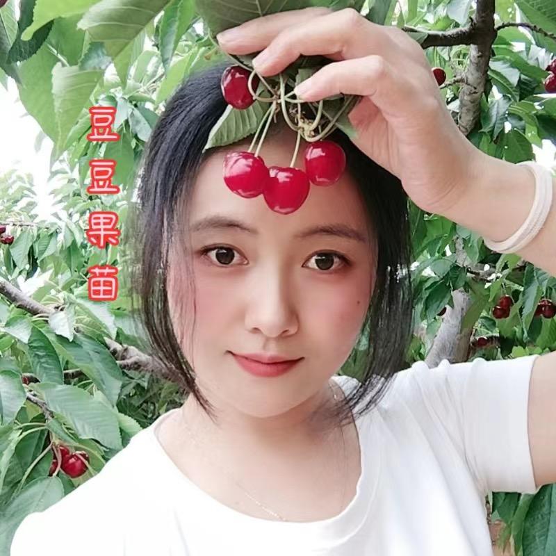夕飞豆豆果苗