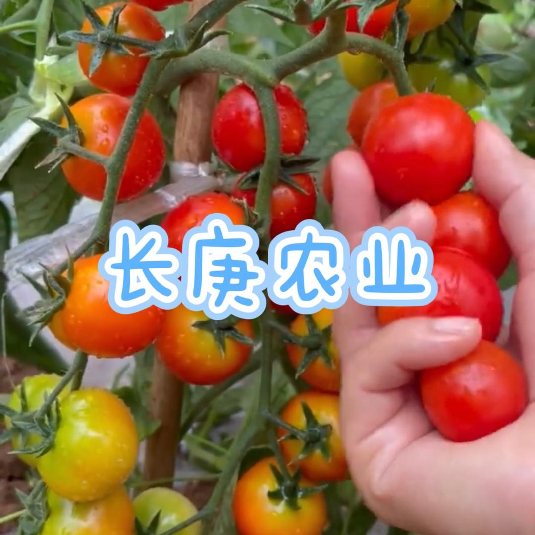 长庚农业