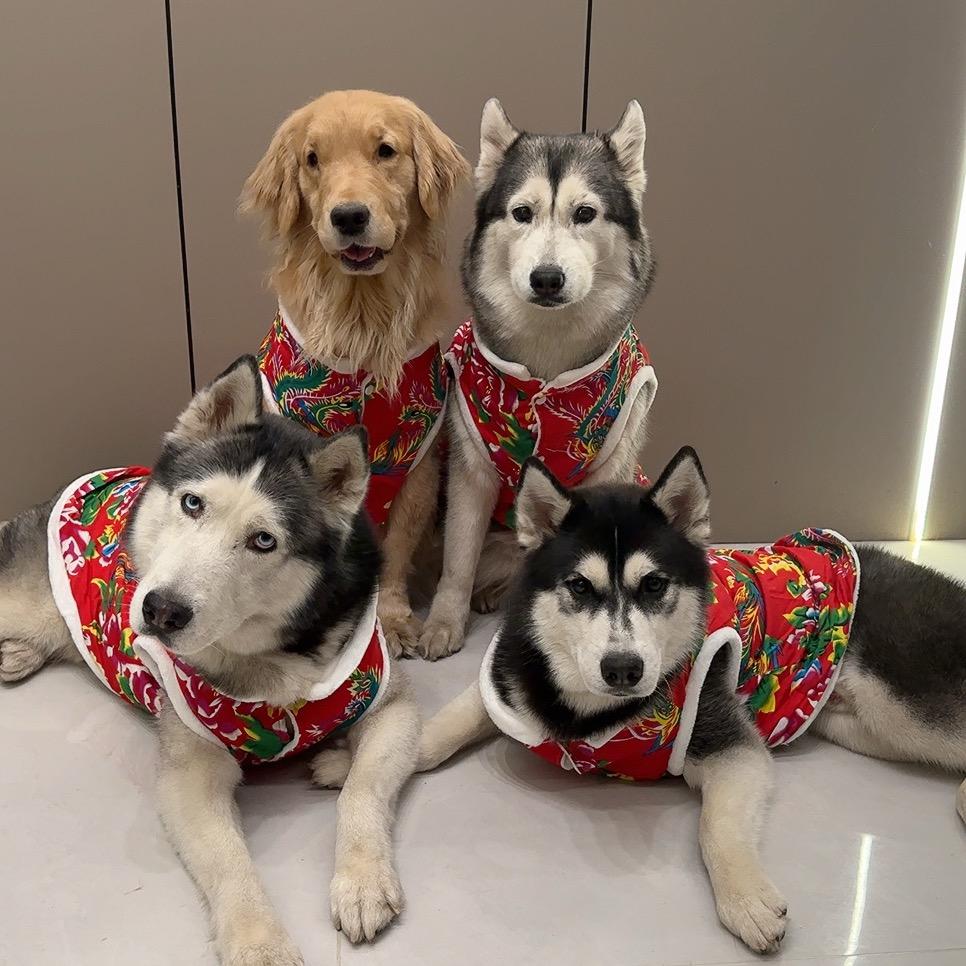 奥斯卡是个高富帅【哈士奇】@抖音