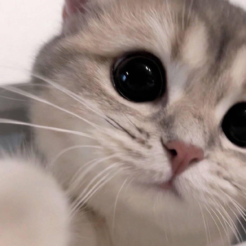 虎虎崽FPS (健身版)