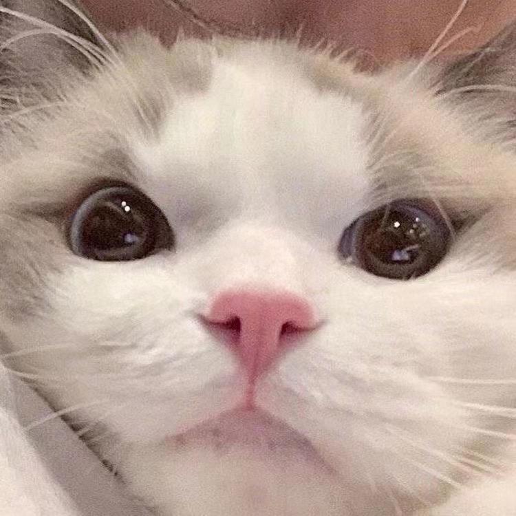凯