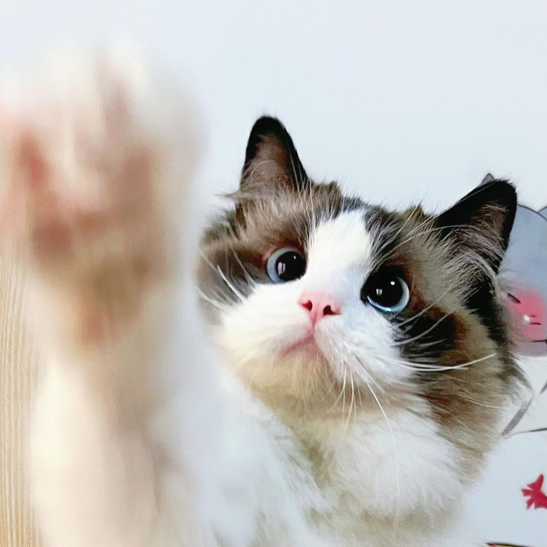 打工的猫想摸鱼