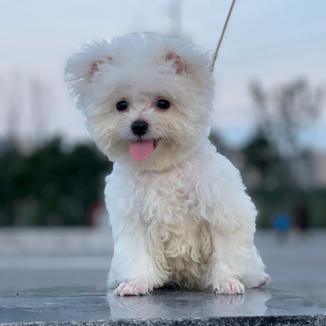 奔波儿灞