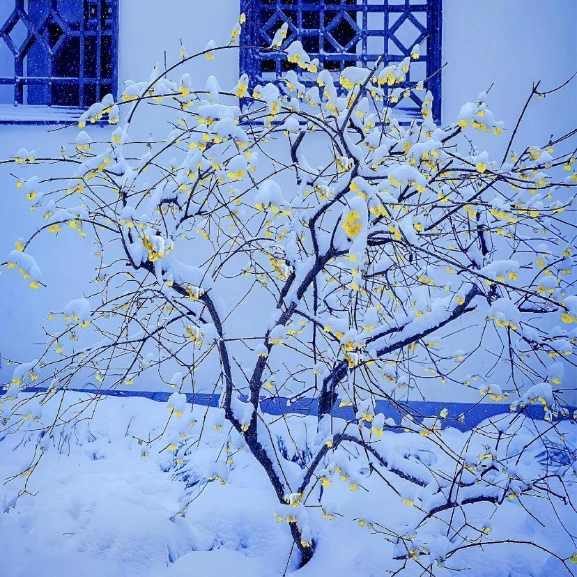 飞雪迎春到