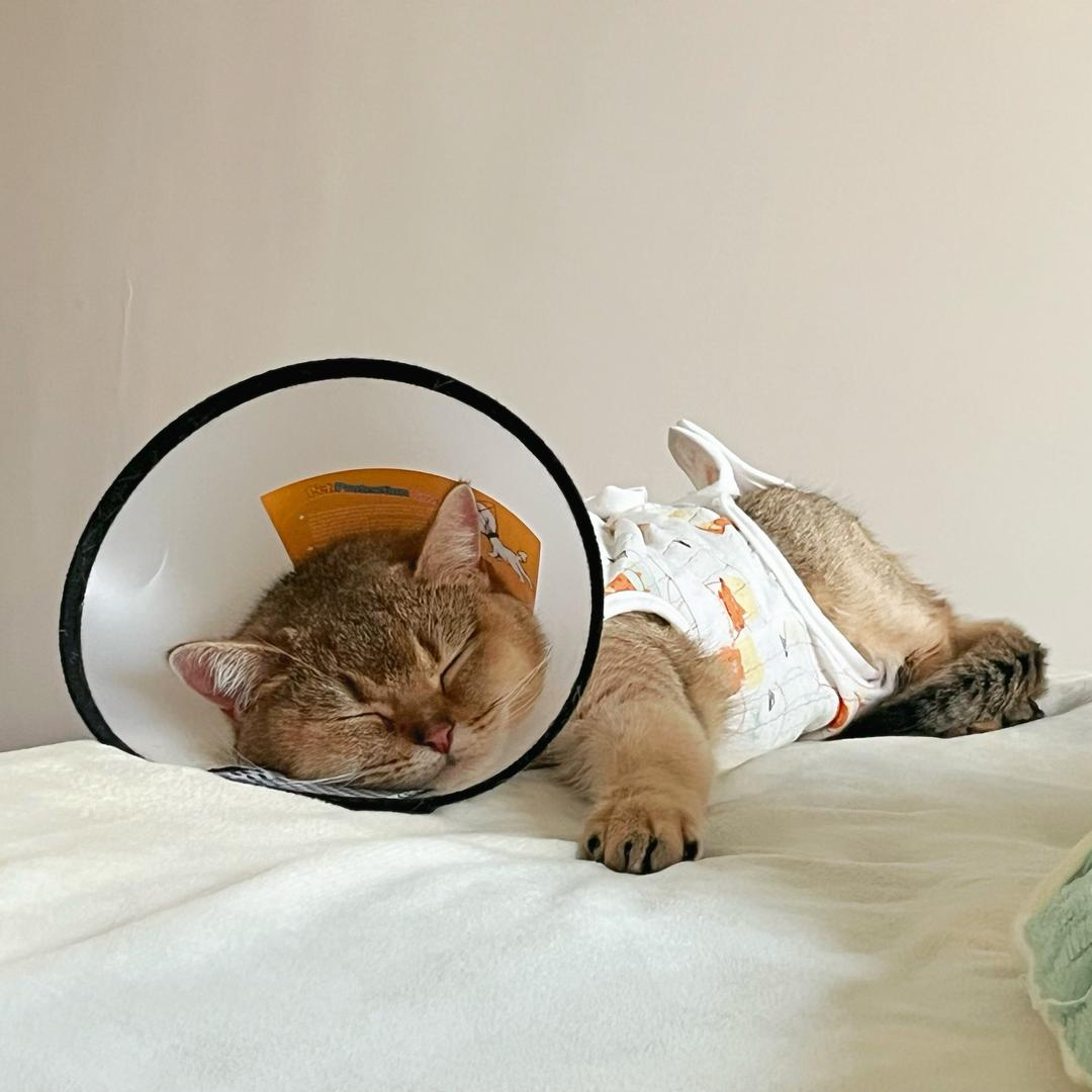 王咩咩🐑和元宝