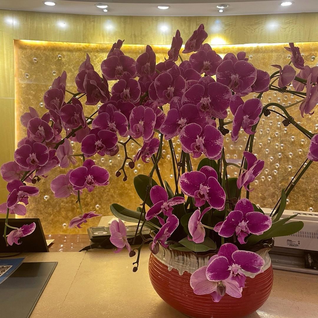 花心小狗熊