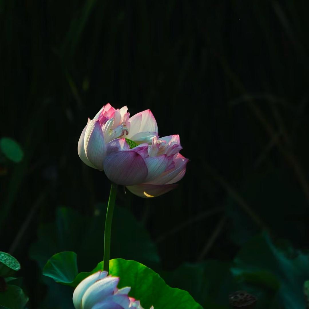彩芳