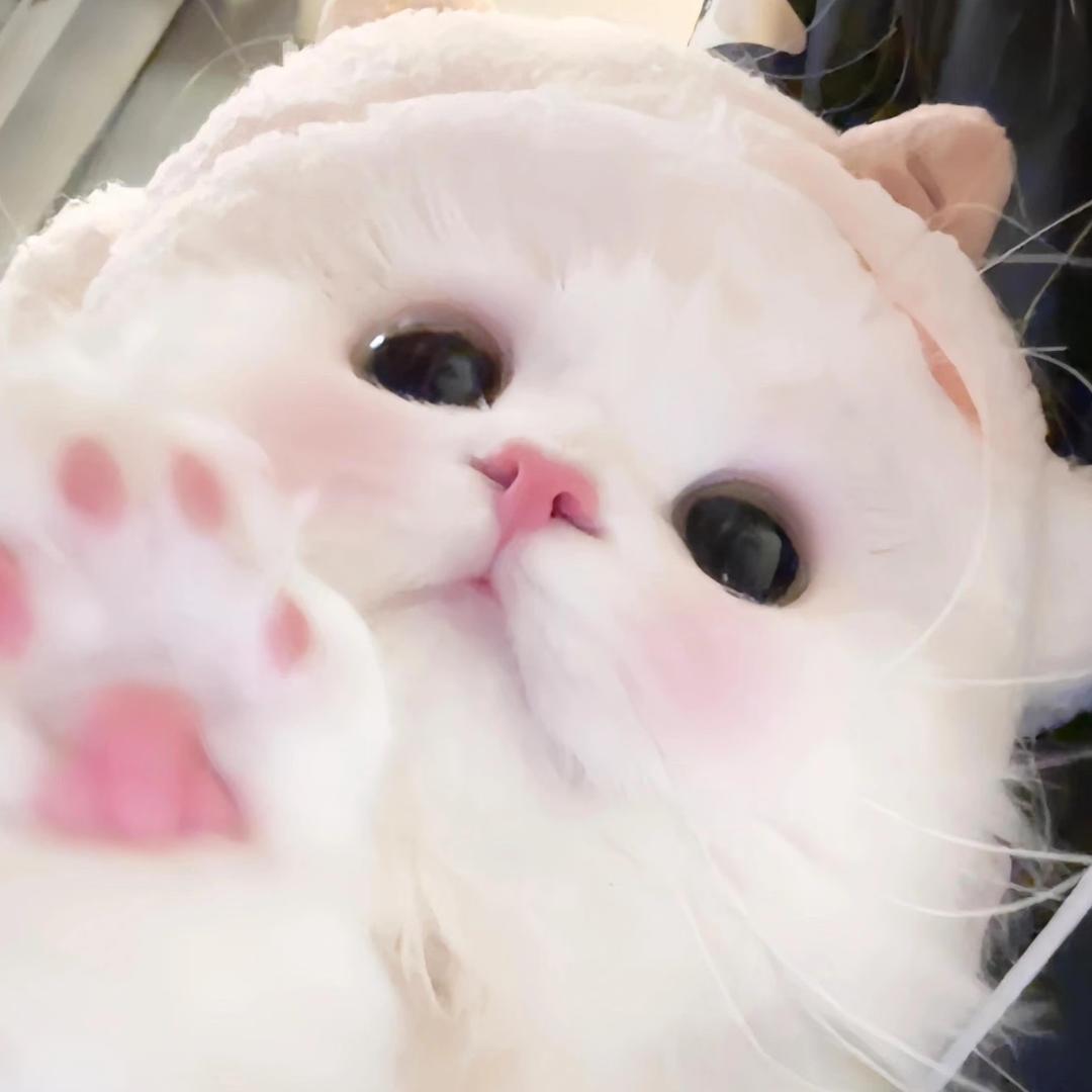 招财kitty