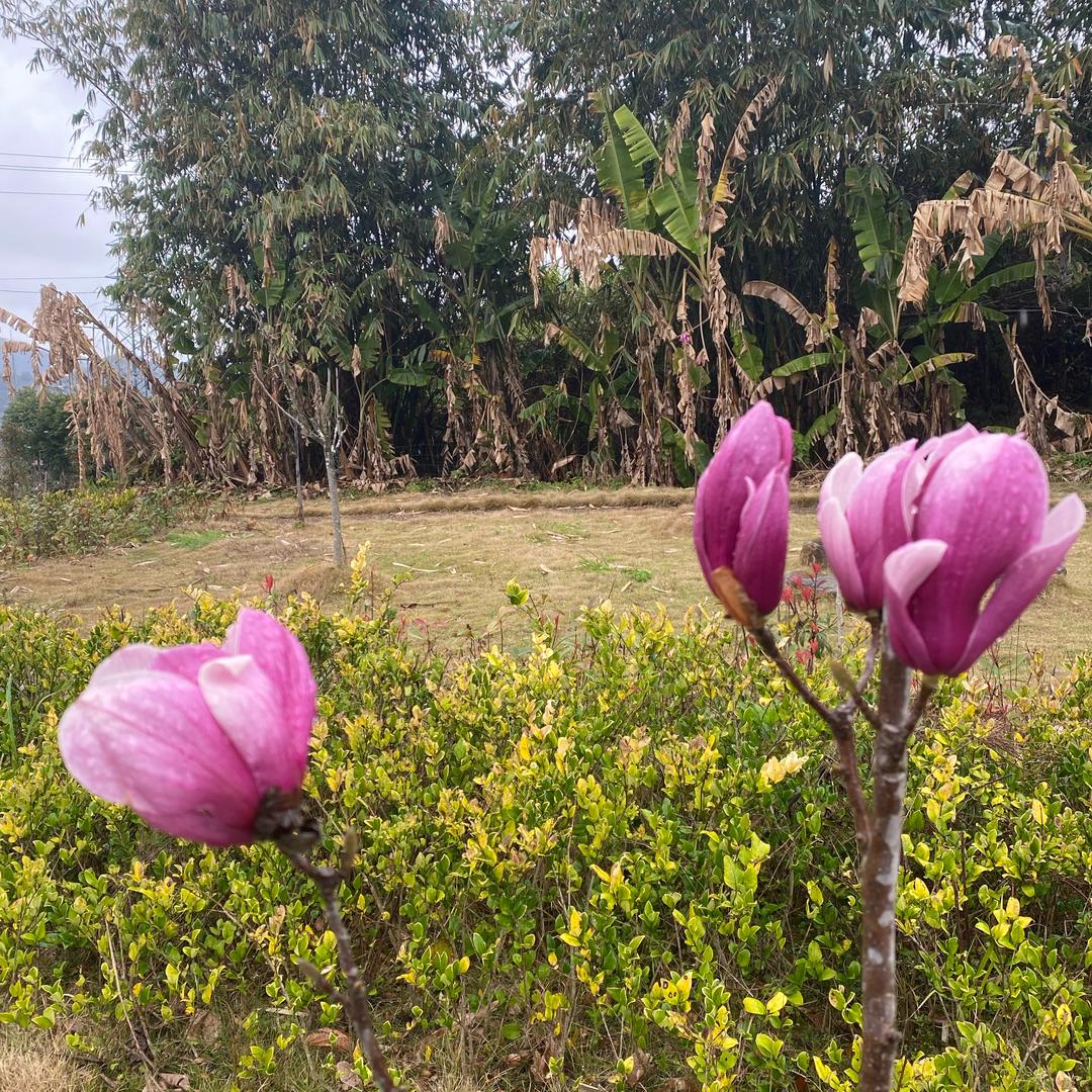 用户611011小仓仓鼠