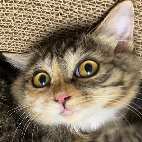 李宗虎（大号）