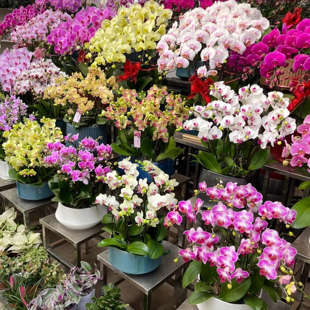 花卉绿植基地1号仓
