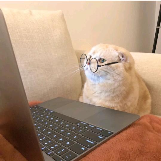 海上森林一只猫