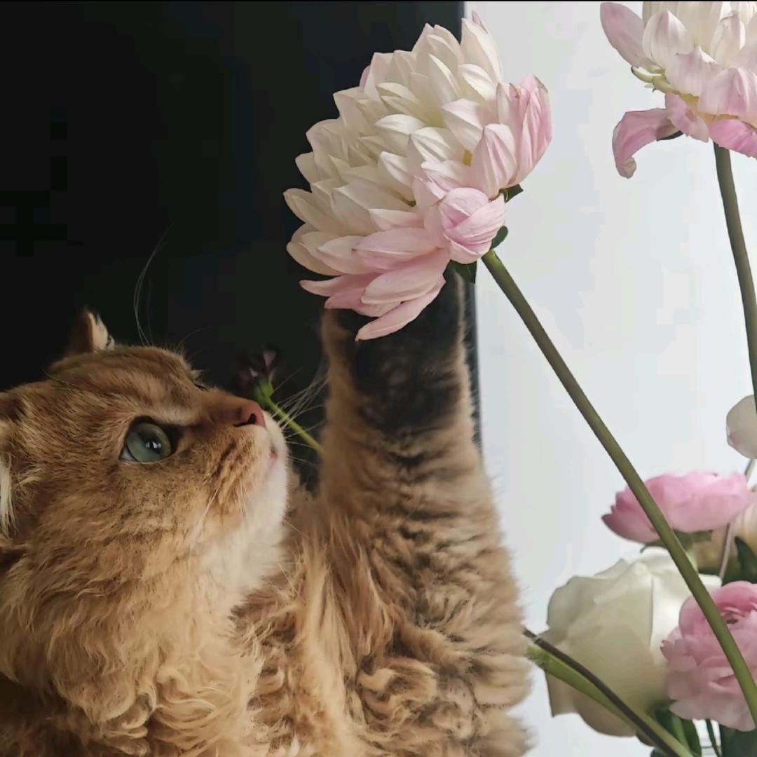 不是羊