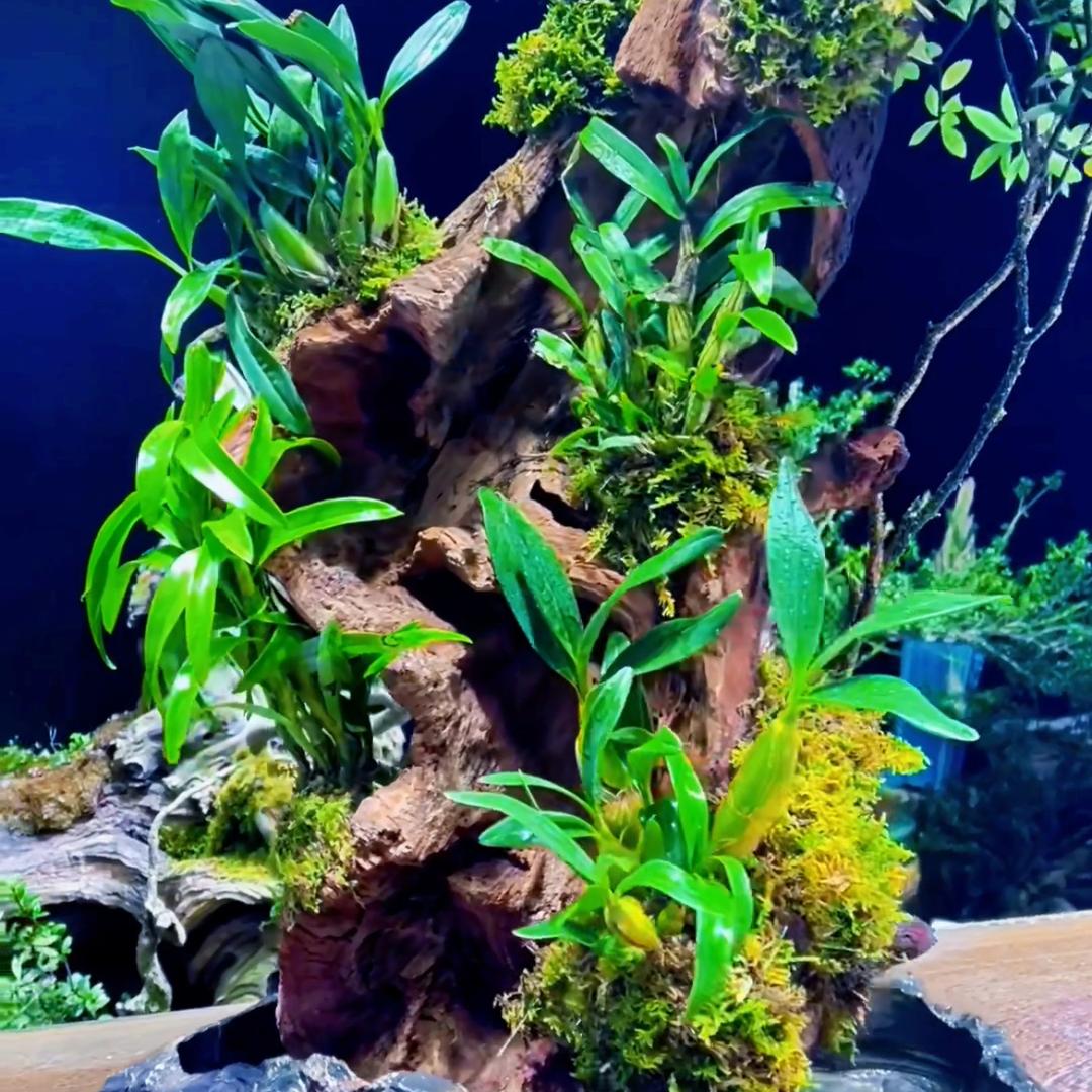 云雾森景