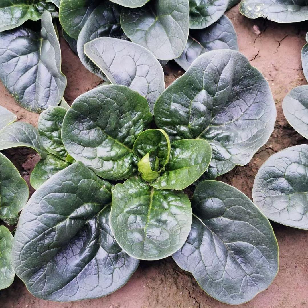 专业收购《精品圆叶趴地菠菜》