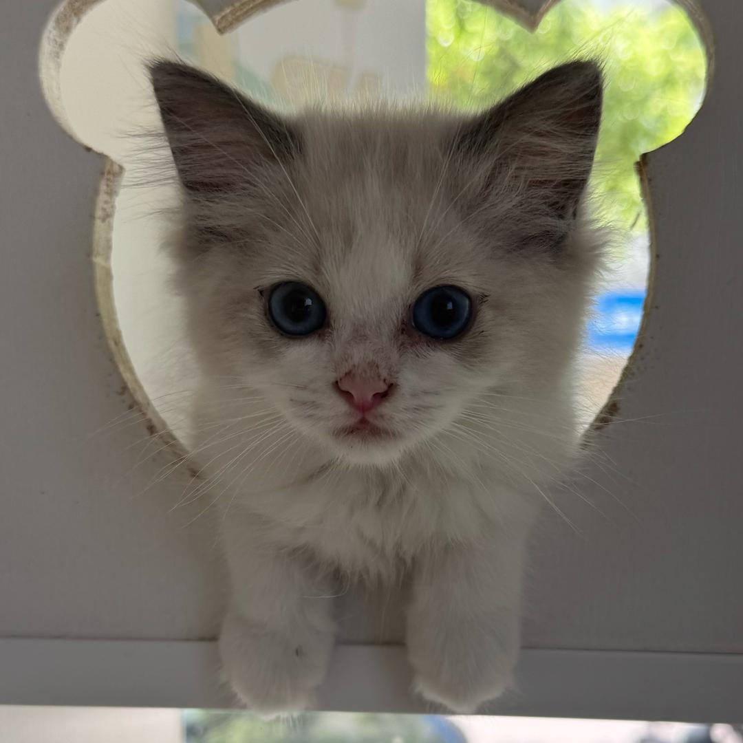 小富丁猫咖·洗护（东郡路店）