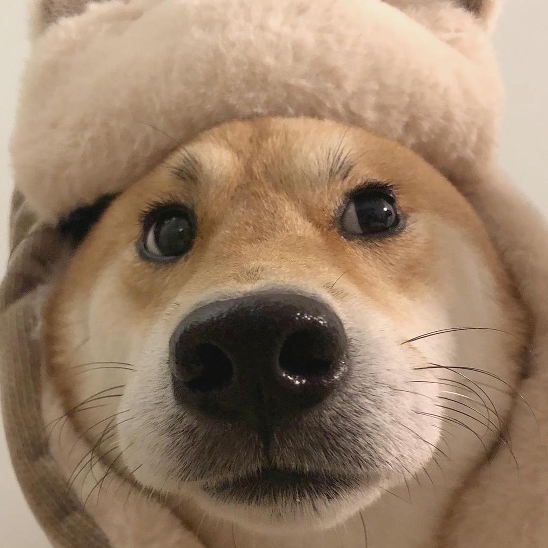 柴十六🐕