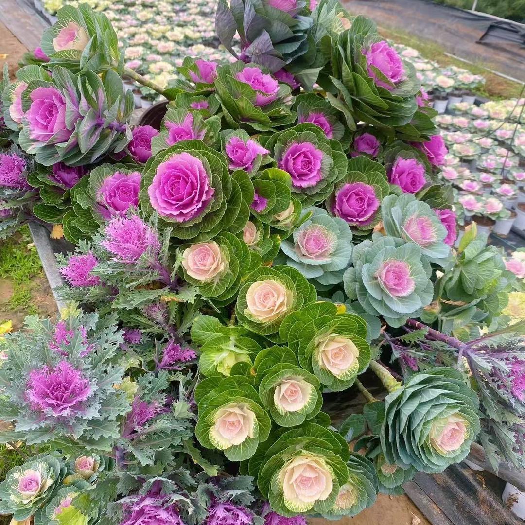 盎意园林绿色花卉