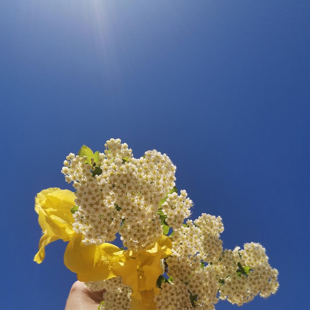 白鹭