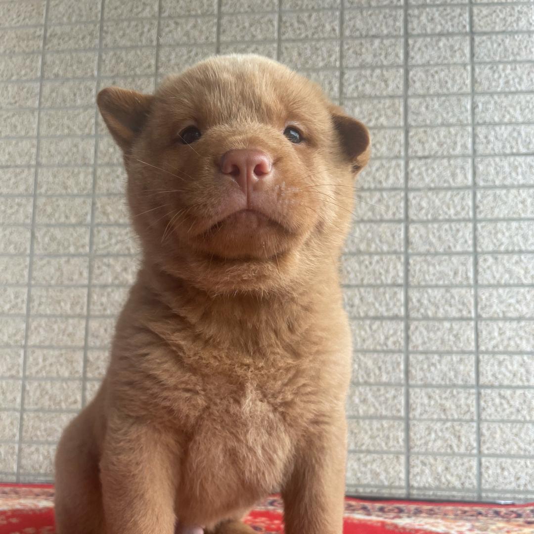 田园犬小邱（代淘）