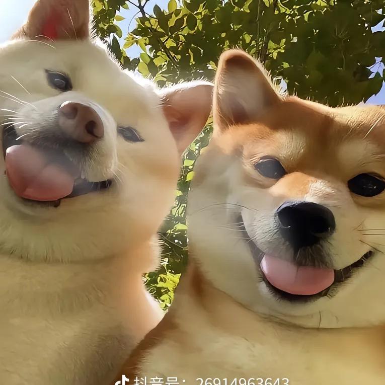 璀璨星