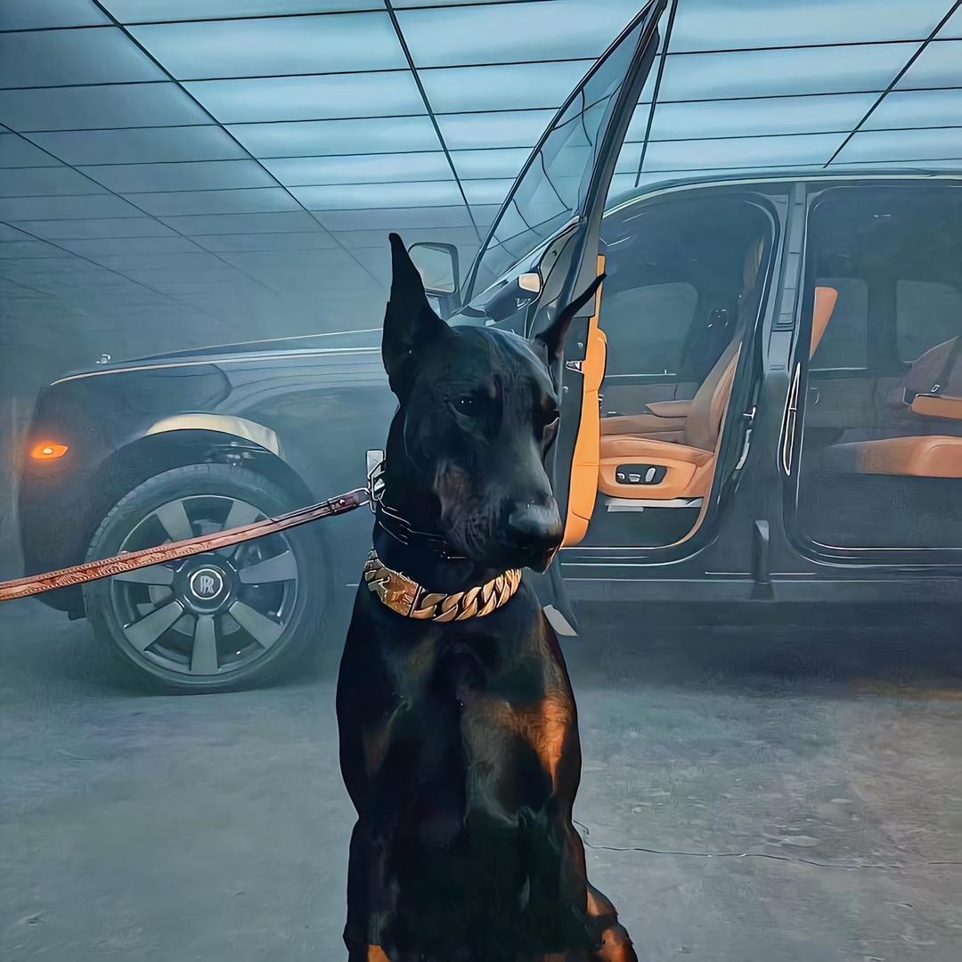 精英名犬（买狗私聊）