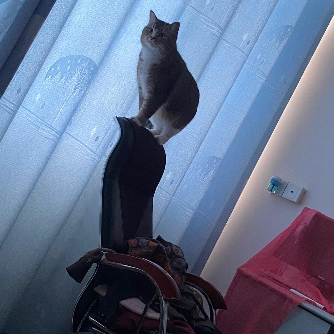 🐱喵喵姐