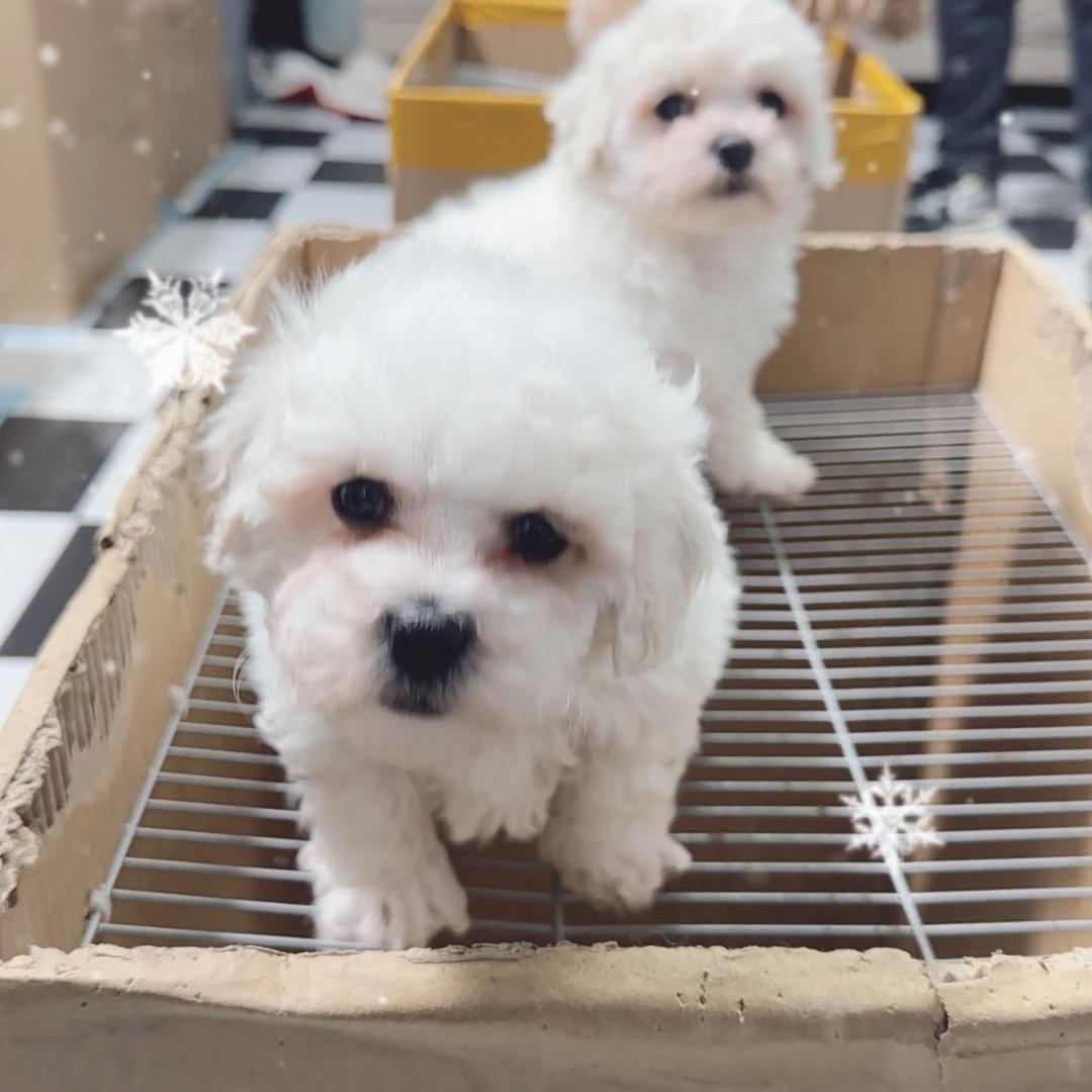 哈嘞嘞宠物