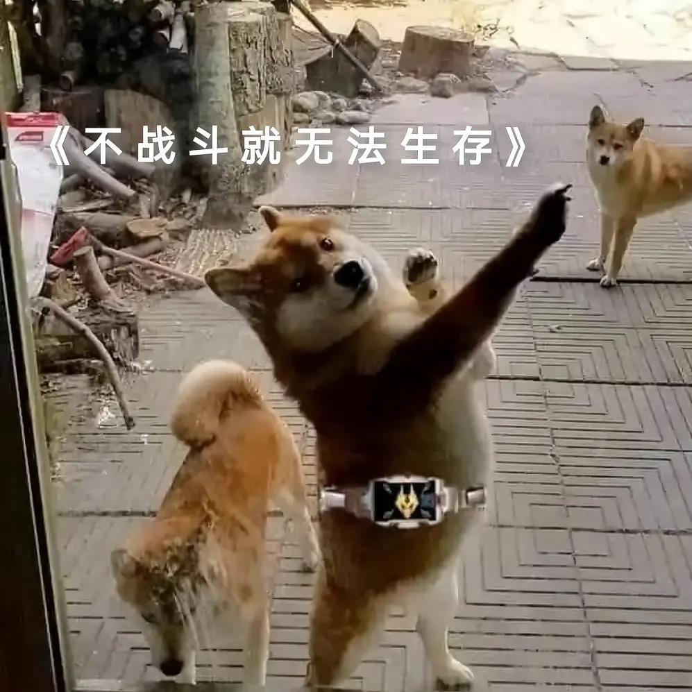 不战斗就无法生存