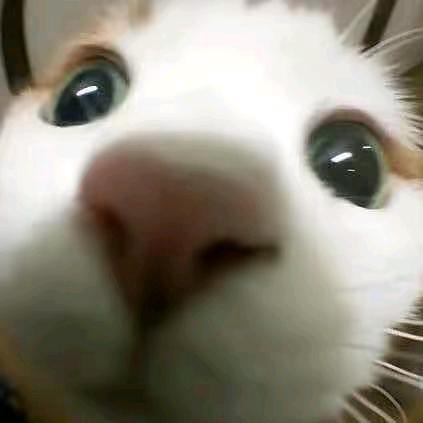 帅气小猫