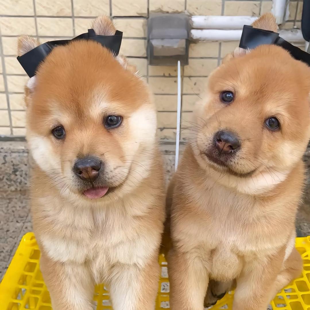 狗狗优选