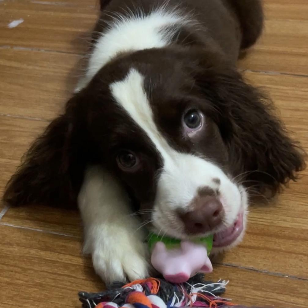 小小领导不怕困难