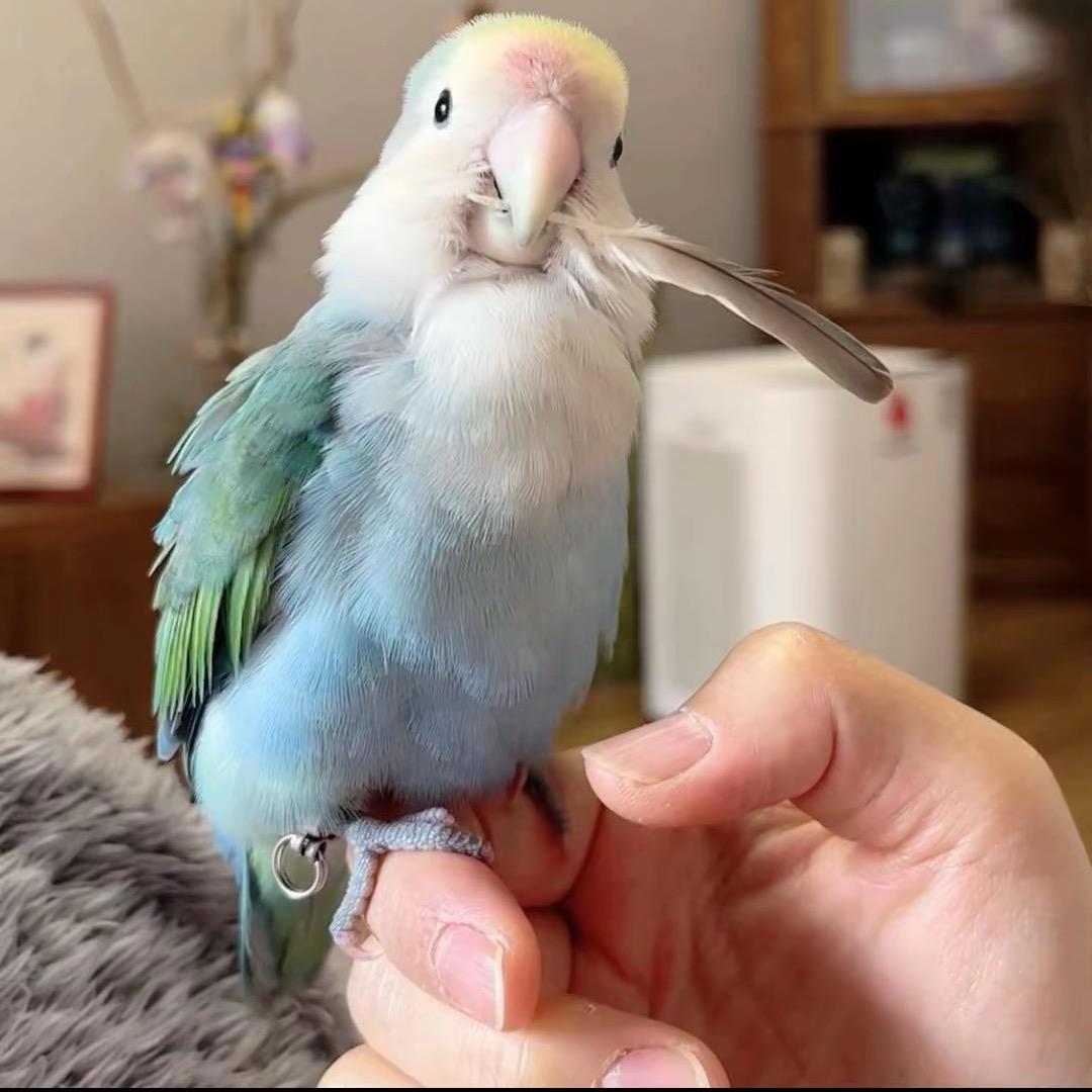 可爱小鸟崽