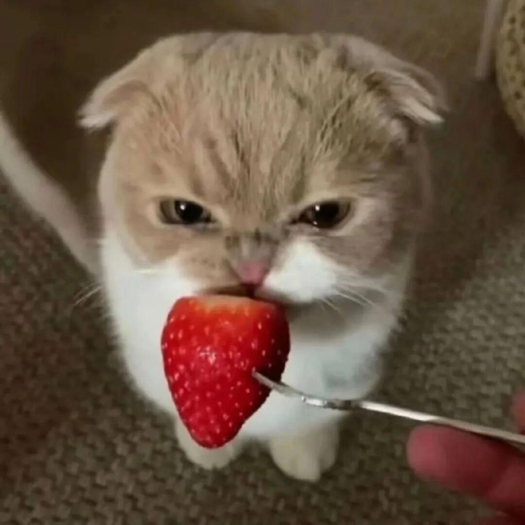 海苔豆腐小猫