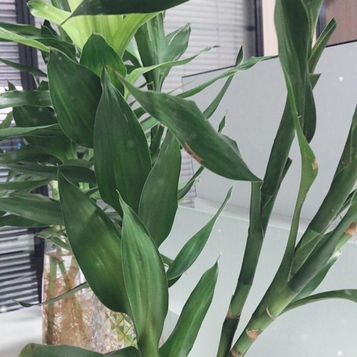 柠檬软糖