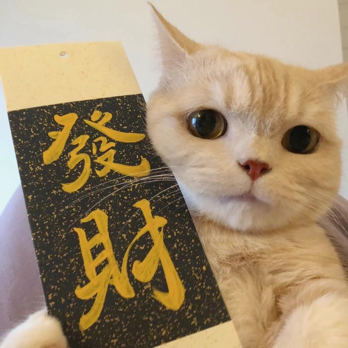 莫有花