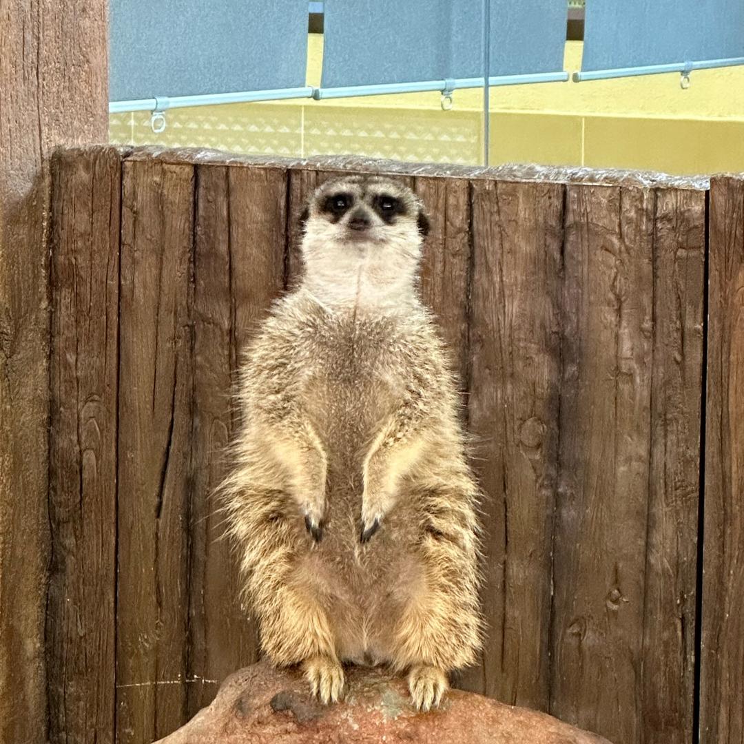 狐獴盒机