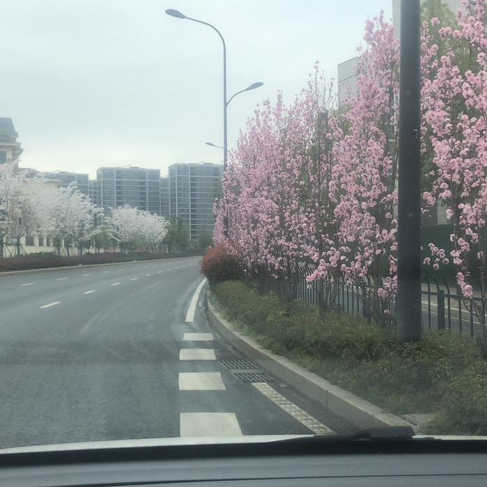 🌲常青树🌲