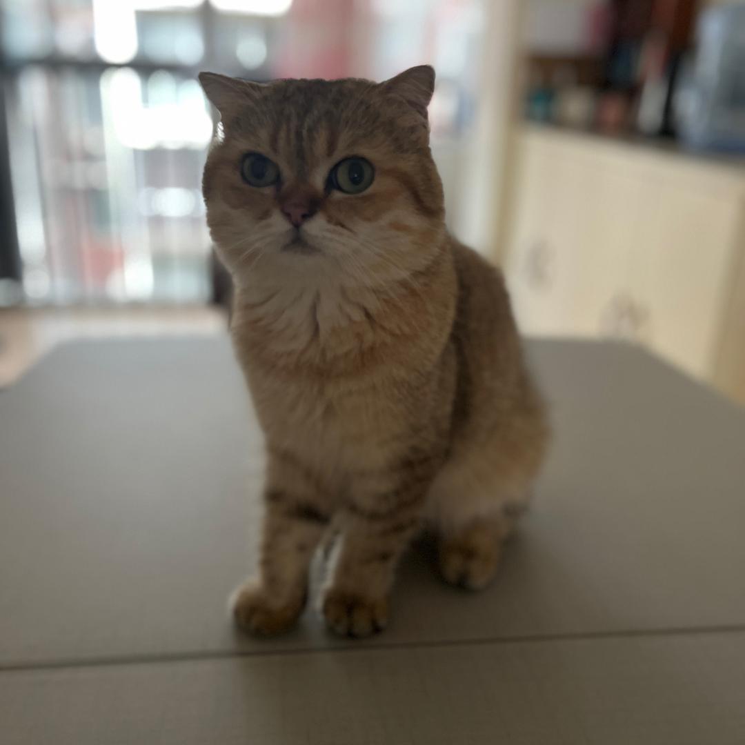 发财和小白