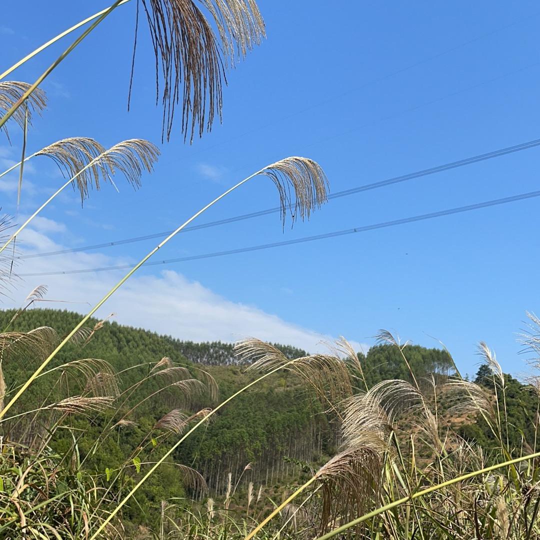 灵运知心先生
