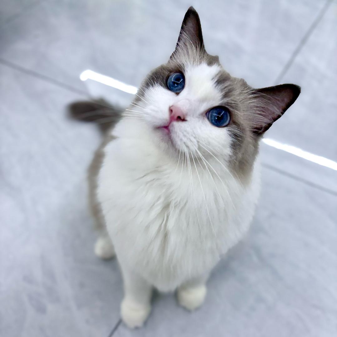 花花云吸猫