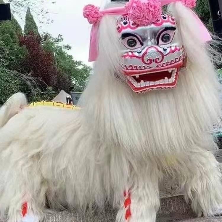 河南省小白狮 小帅（招学员）