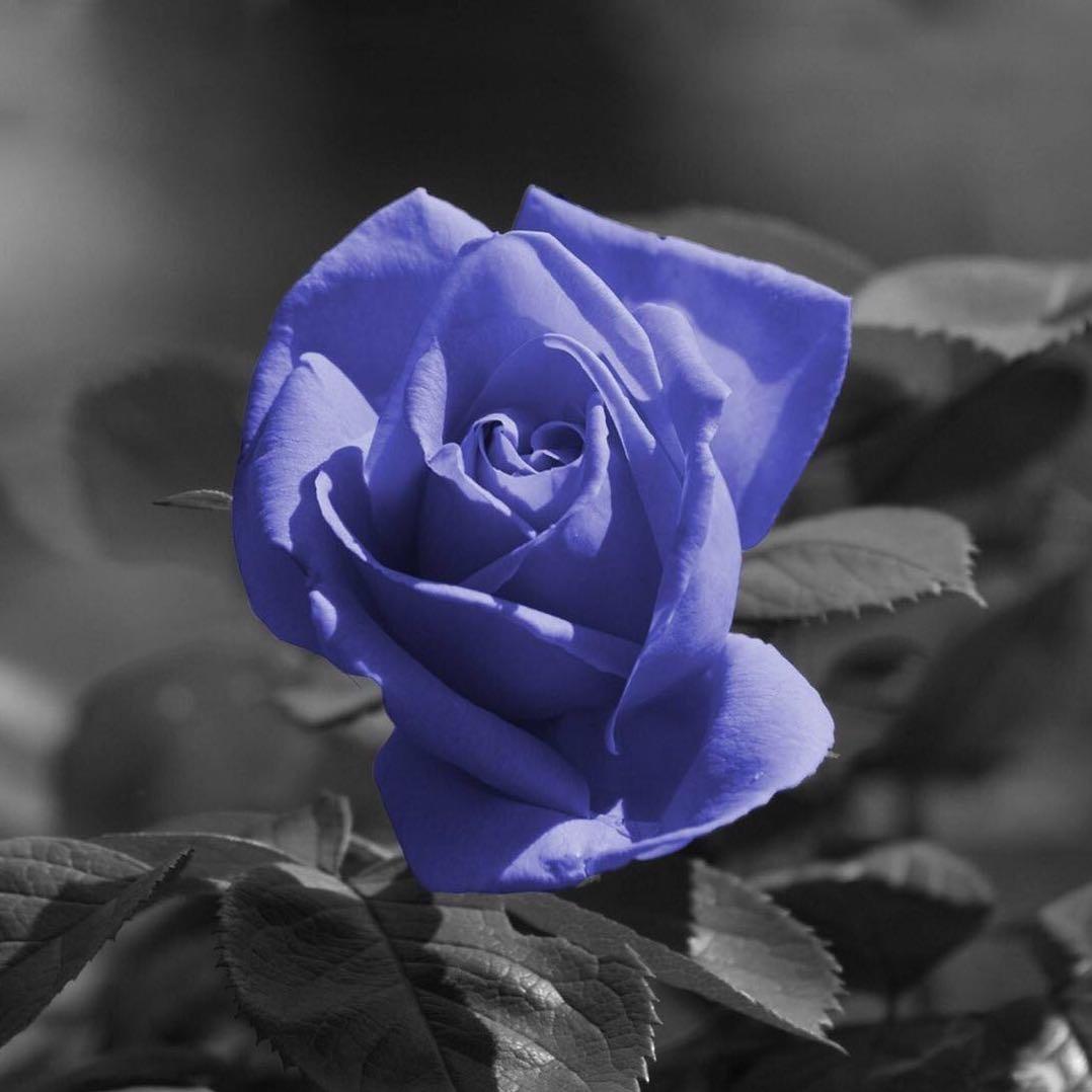 本心花园—-唐本本