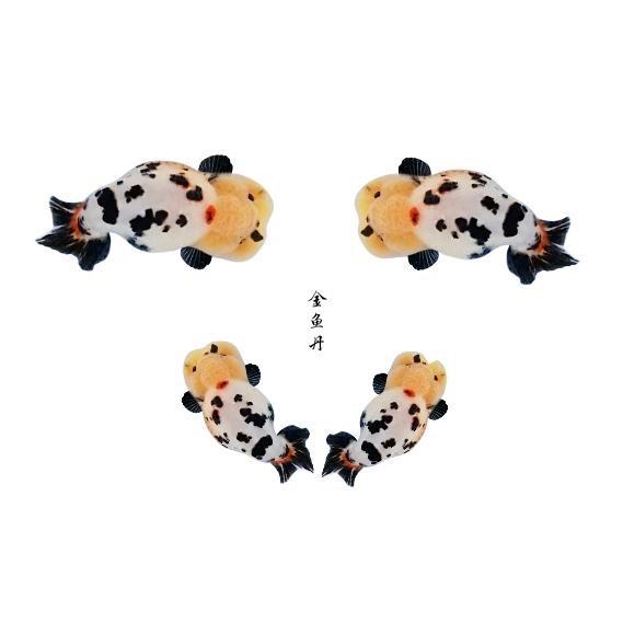 金鱼丹沐沐兰寿观赏鱼