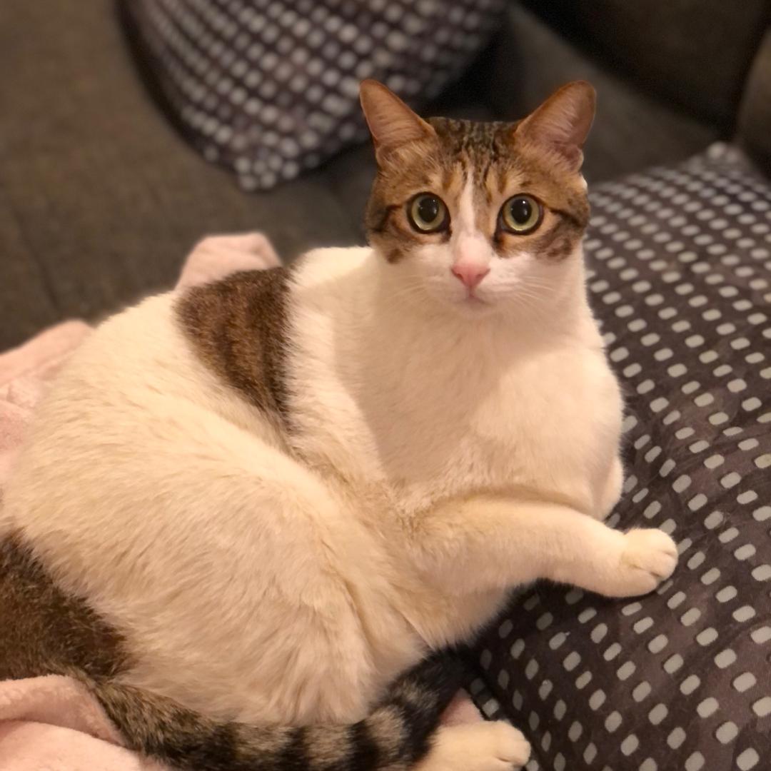 猫猫霜酱