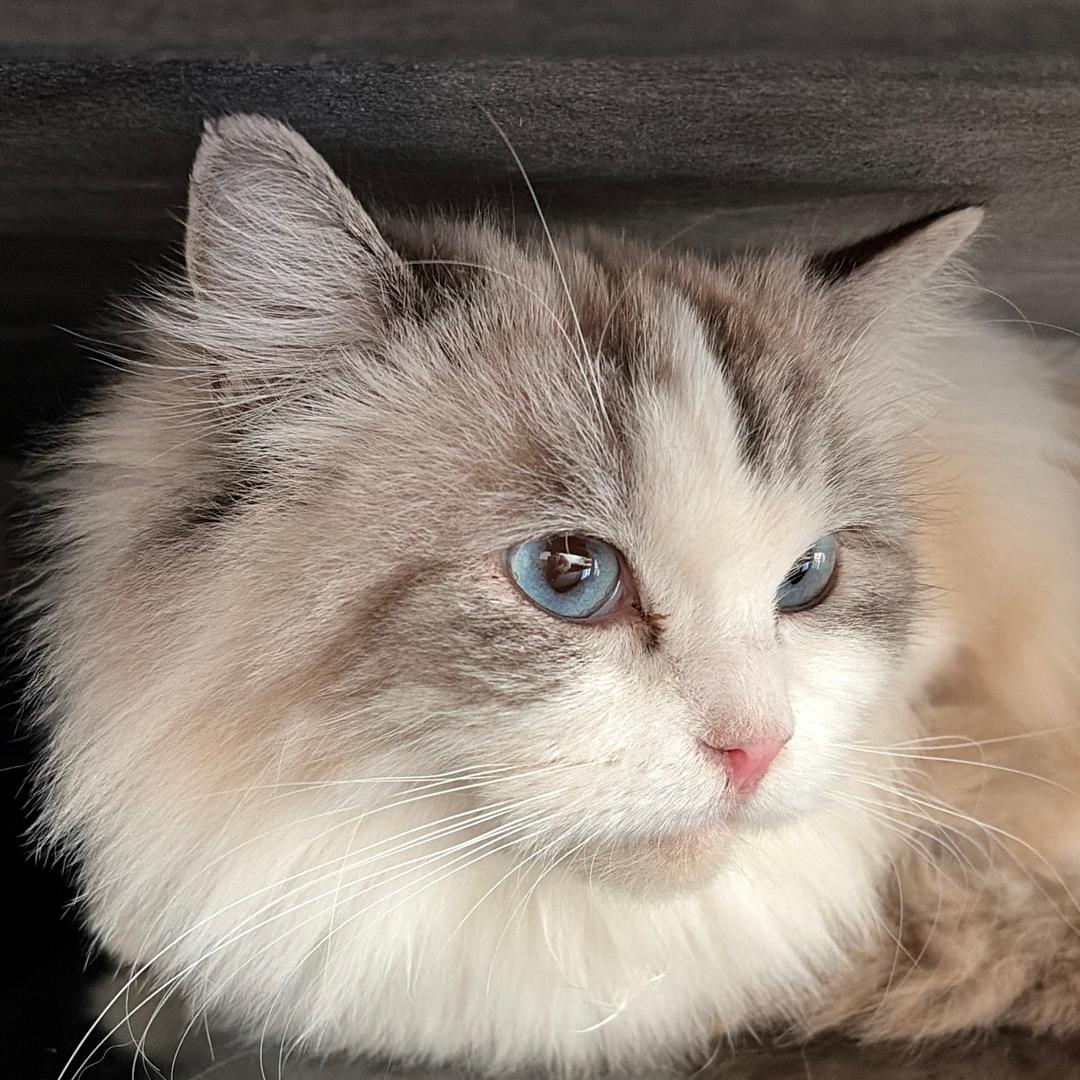 薇薇养流浪猫日常