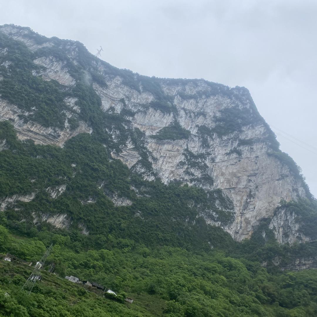 金弹子盆景各种花卉